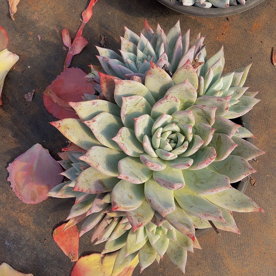 布兰迪36,8多肉群生