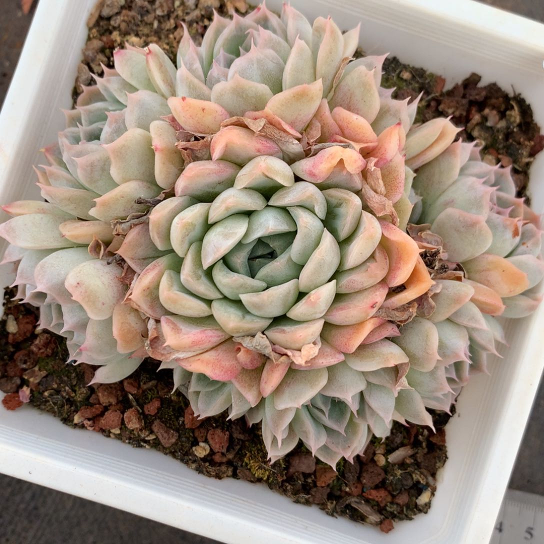 614杂交精品基地11厘米