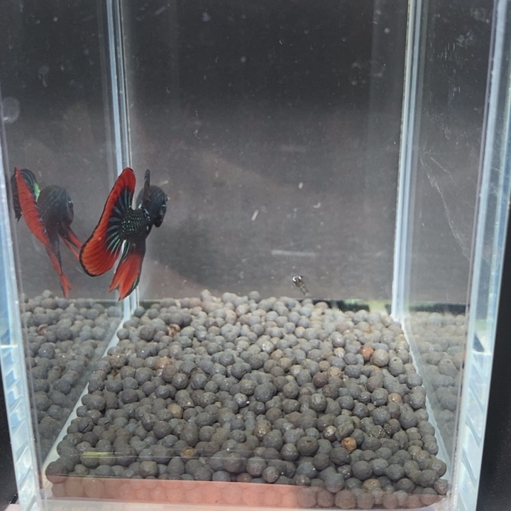 斗鱼泰国斗鱼600号