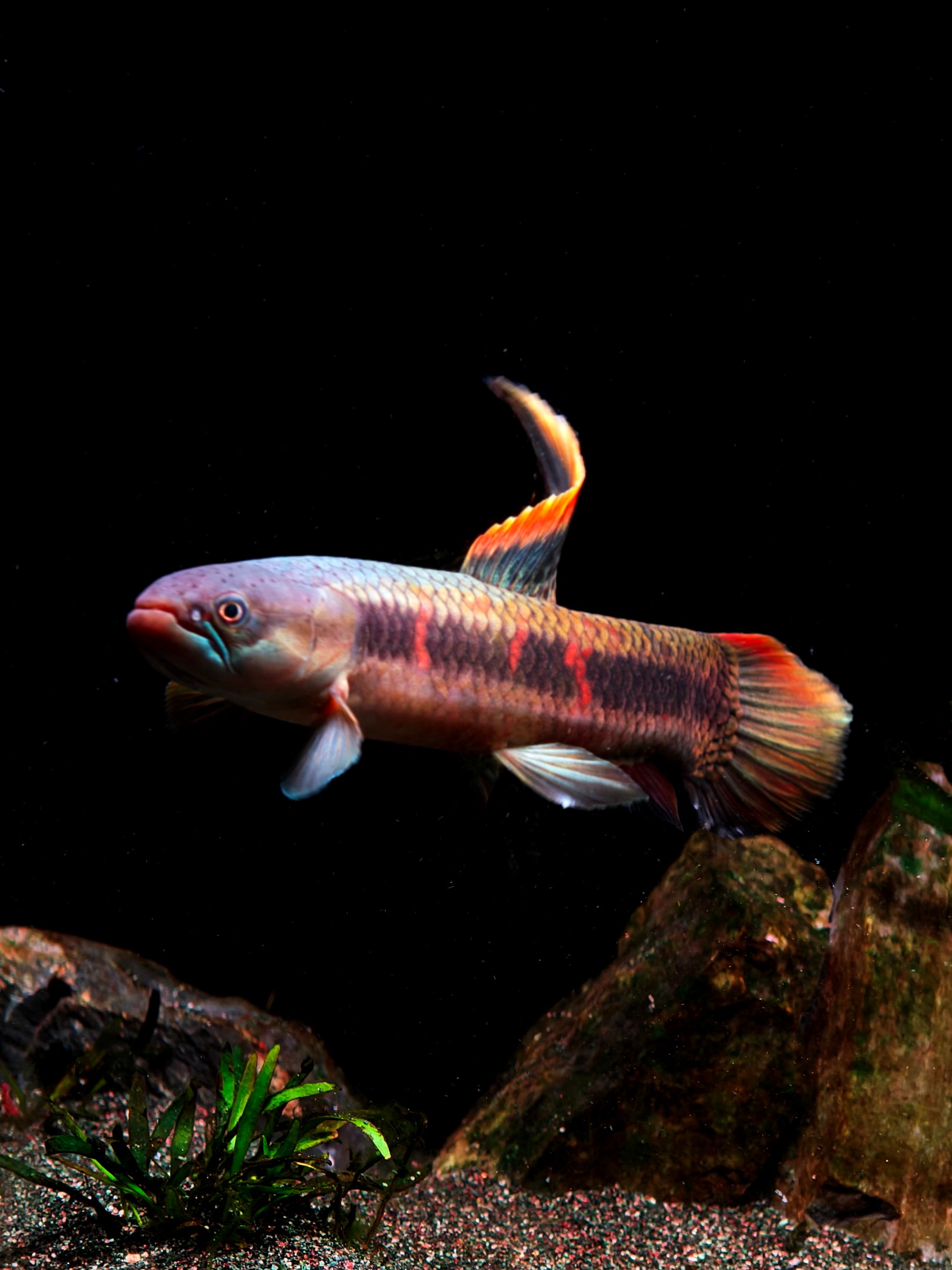 七彩牙鱼超多彩虹橙斑14-16公分