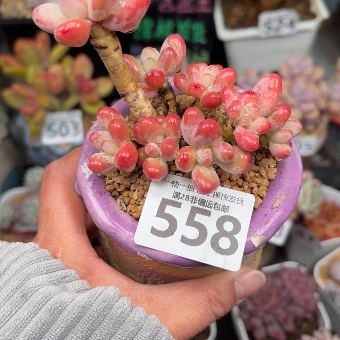 樱花奶整群无盆土发货