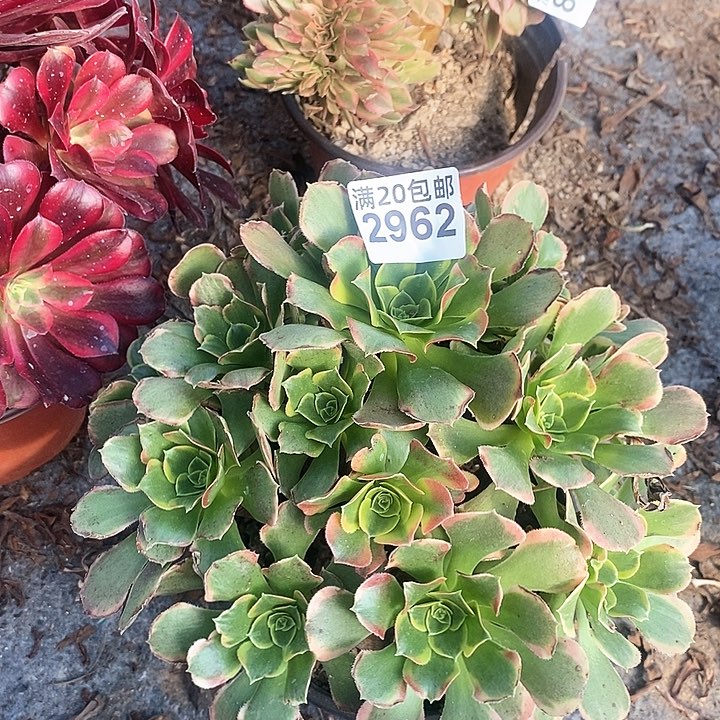 2962 一颗特斯拉法师