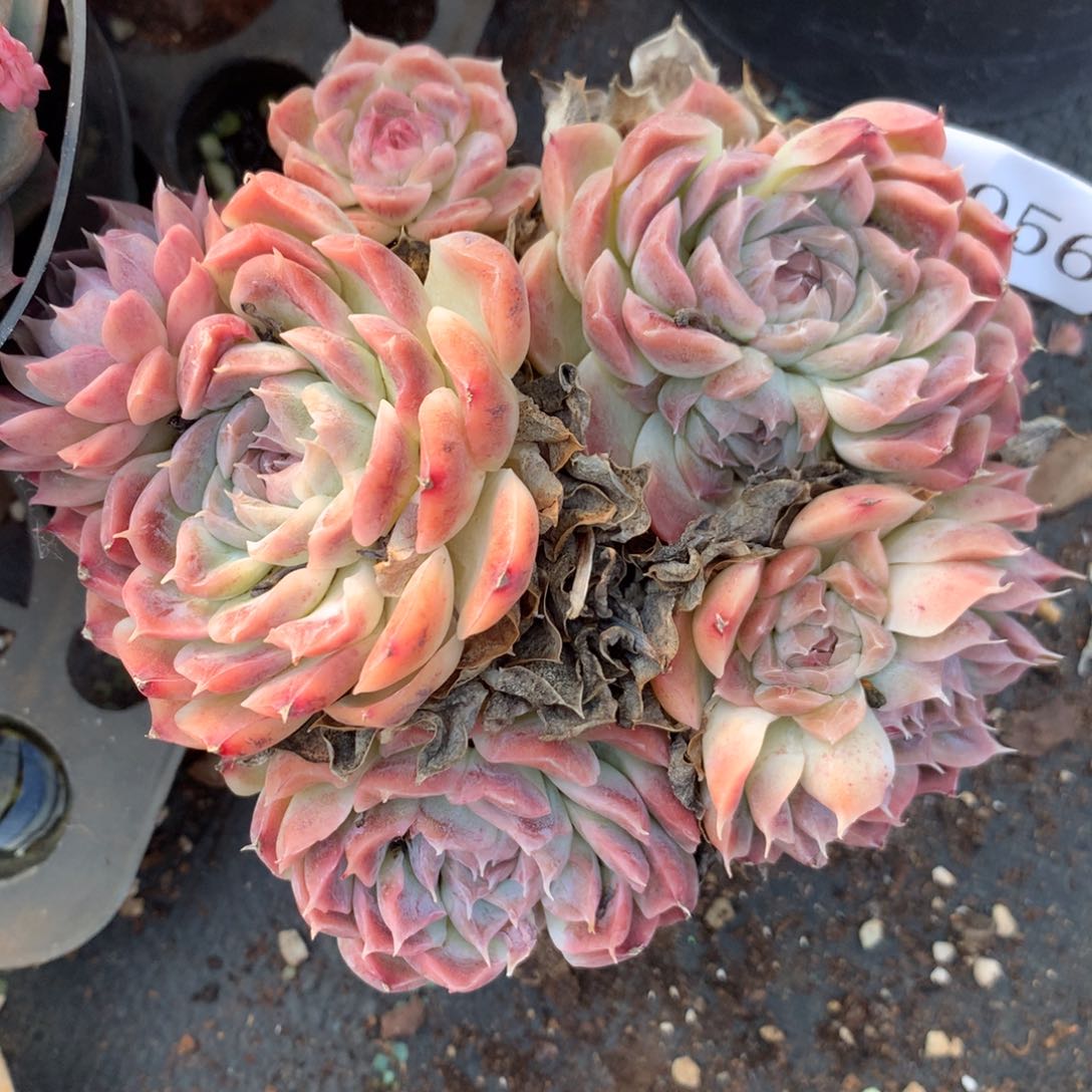 3956杂交精品基地12厘米