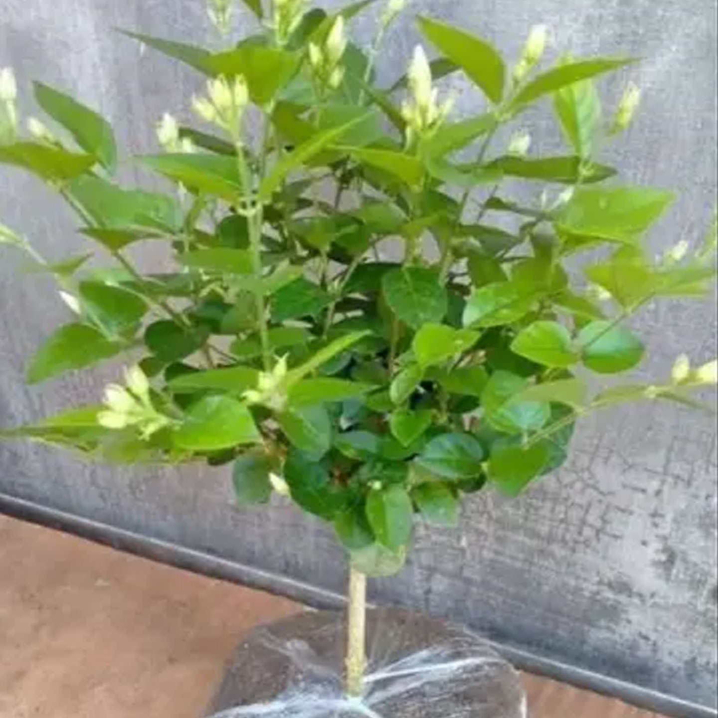 笔尖茉莉带花苞茉莉花盆栽开花好养活室内外绿植