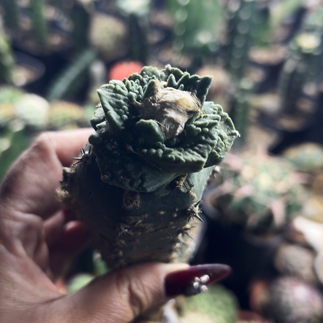 牡丹仙人球111111111