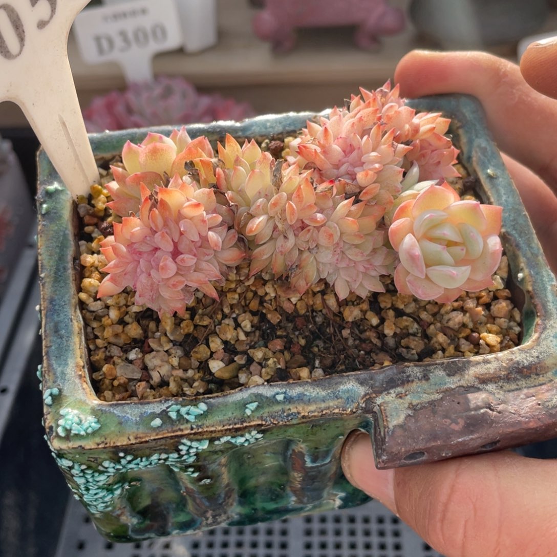 053莎莎不带盆8厘米