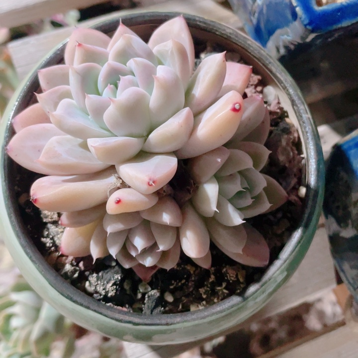 多肉植物多肉植物