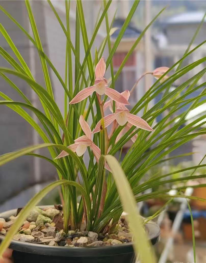 直播链接拍春兰蕙兰建兰春剑莲瓣兰