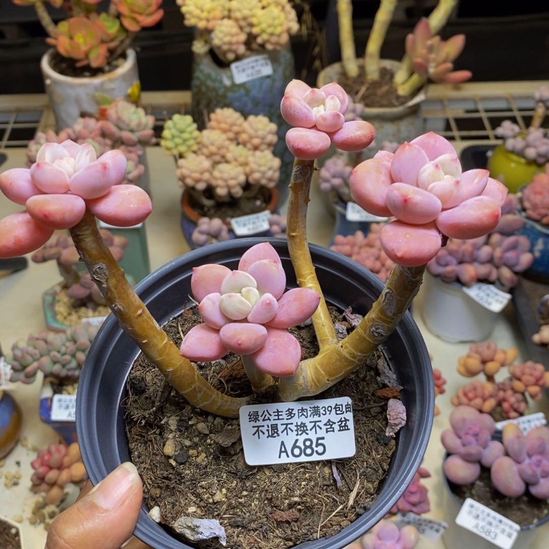 685樱花洛神多肉有砍