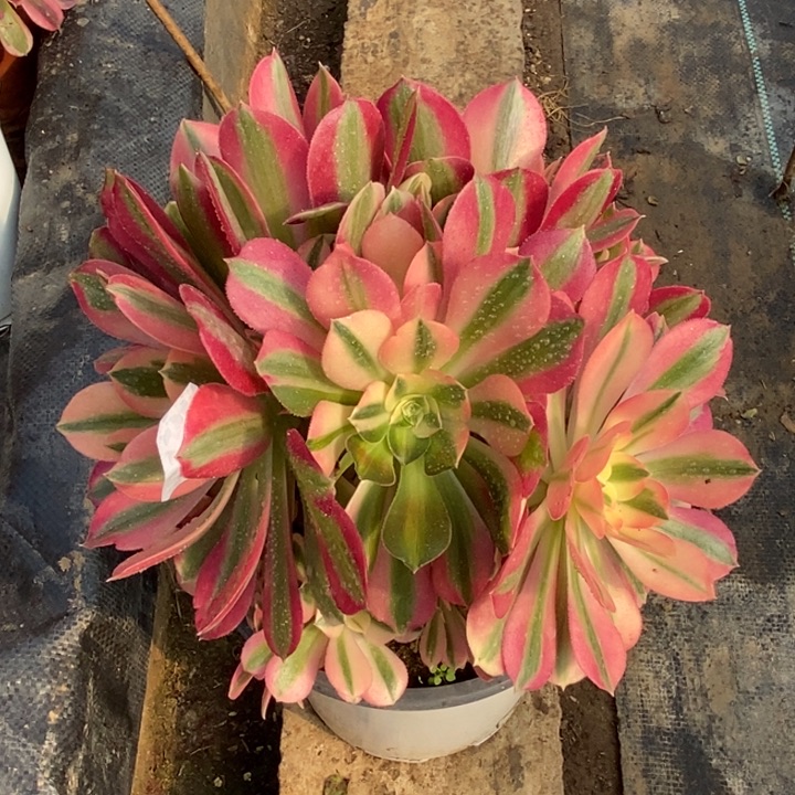 231粉女巫多肉法师