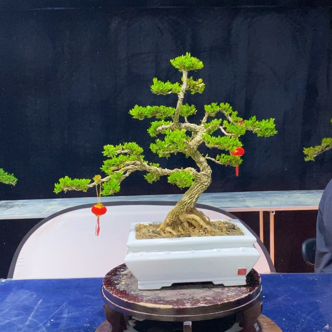 黄杨盆景，室内室外好养