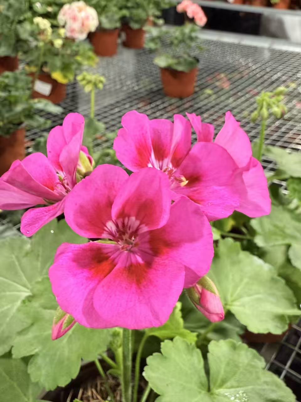 【紫红飞溅】直立天竺葵带花苞 四季开花勤花
