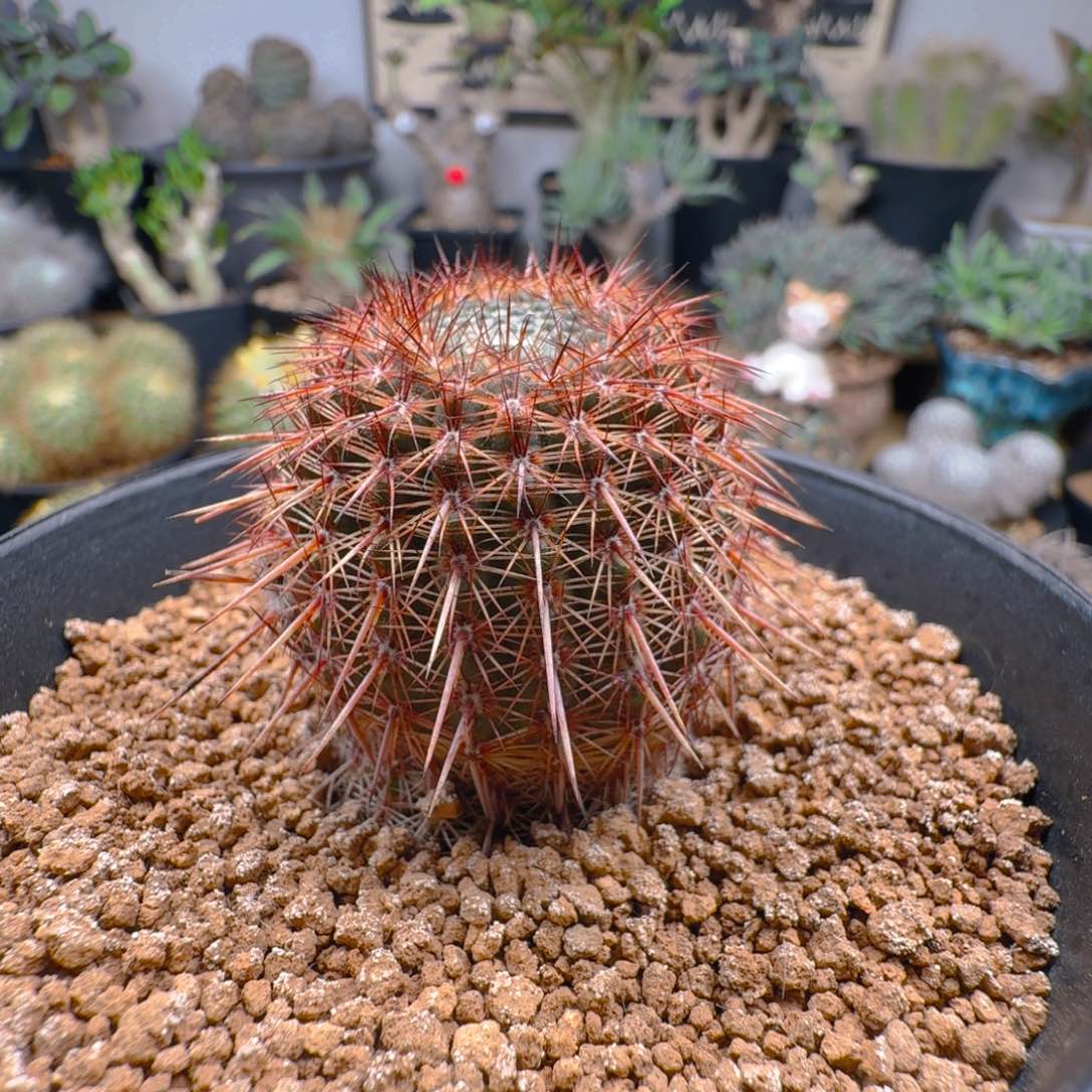 561输入特红刺桃鬼丸