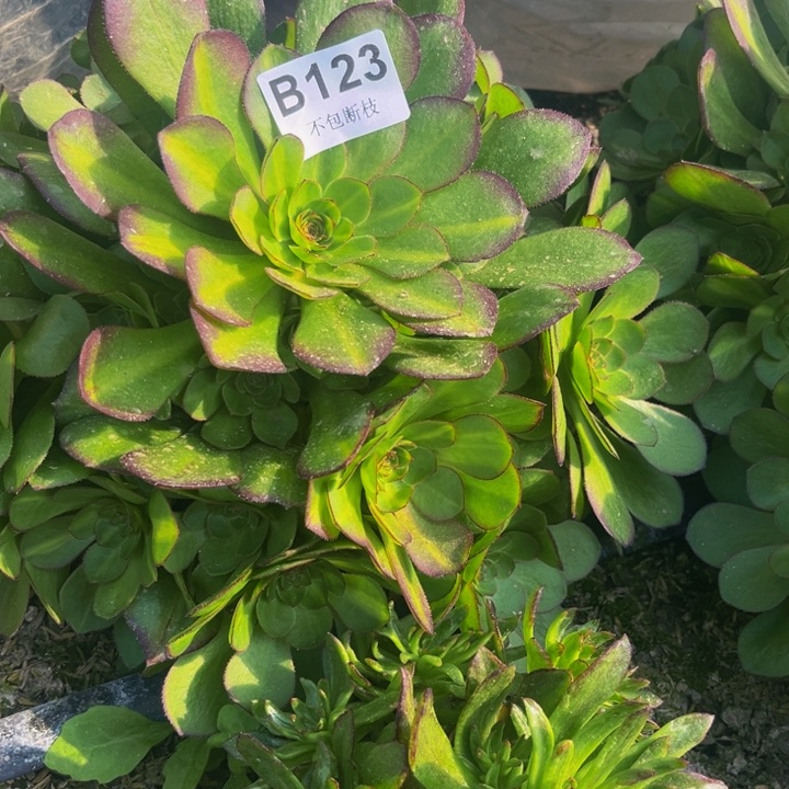 123抹茶多肉法师不包断枝
