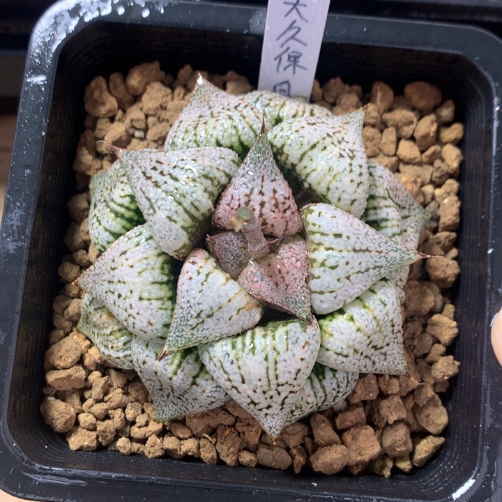 大久保白银一物一拍