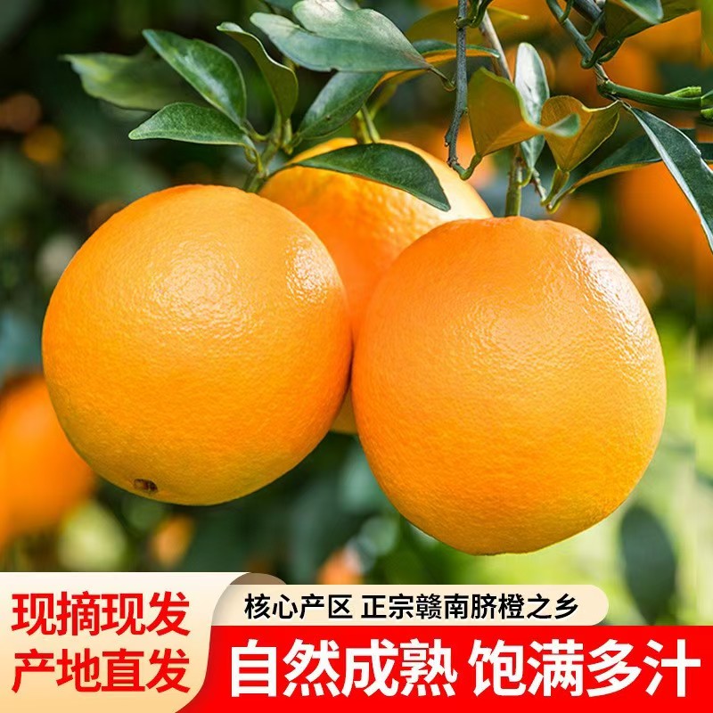 现摘现发赣南脐橙江西赣州信丰核心产区新鲜水果10斤血橙九省包邮