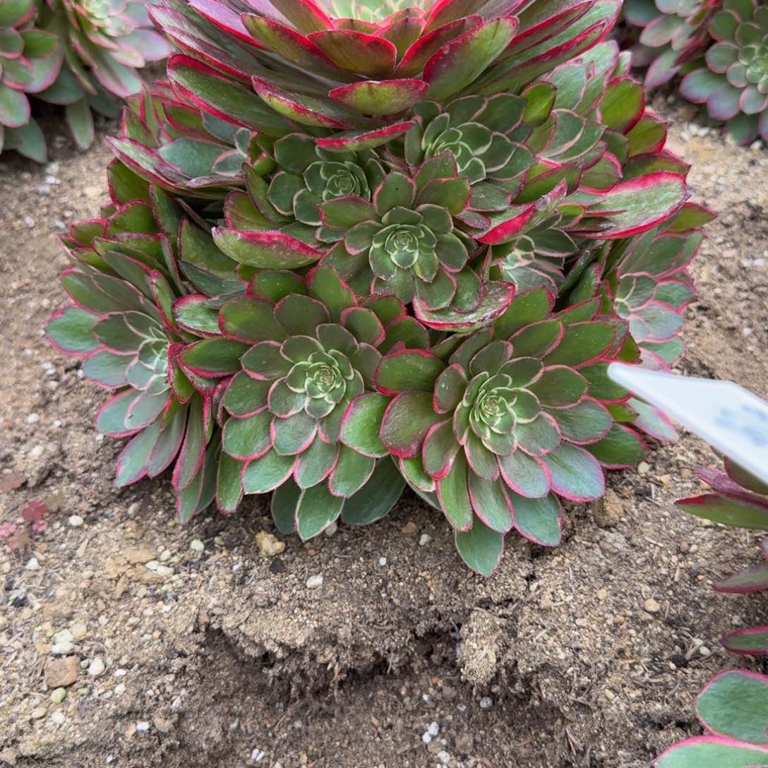 056粉花妖。多肉植物