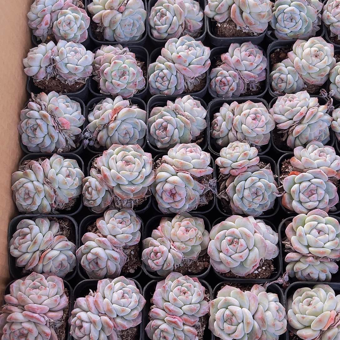 双头刚毅2颗19包邮多肉