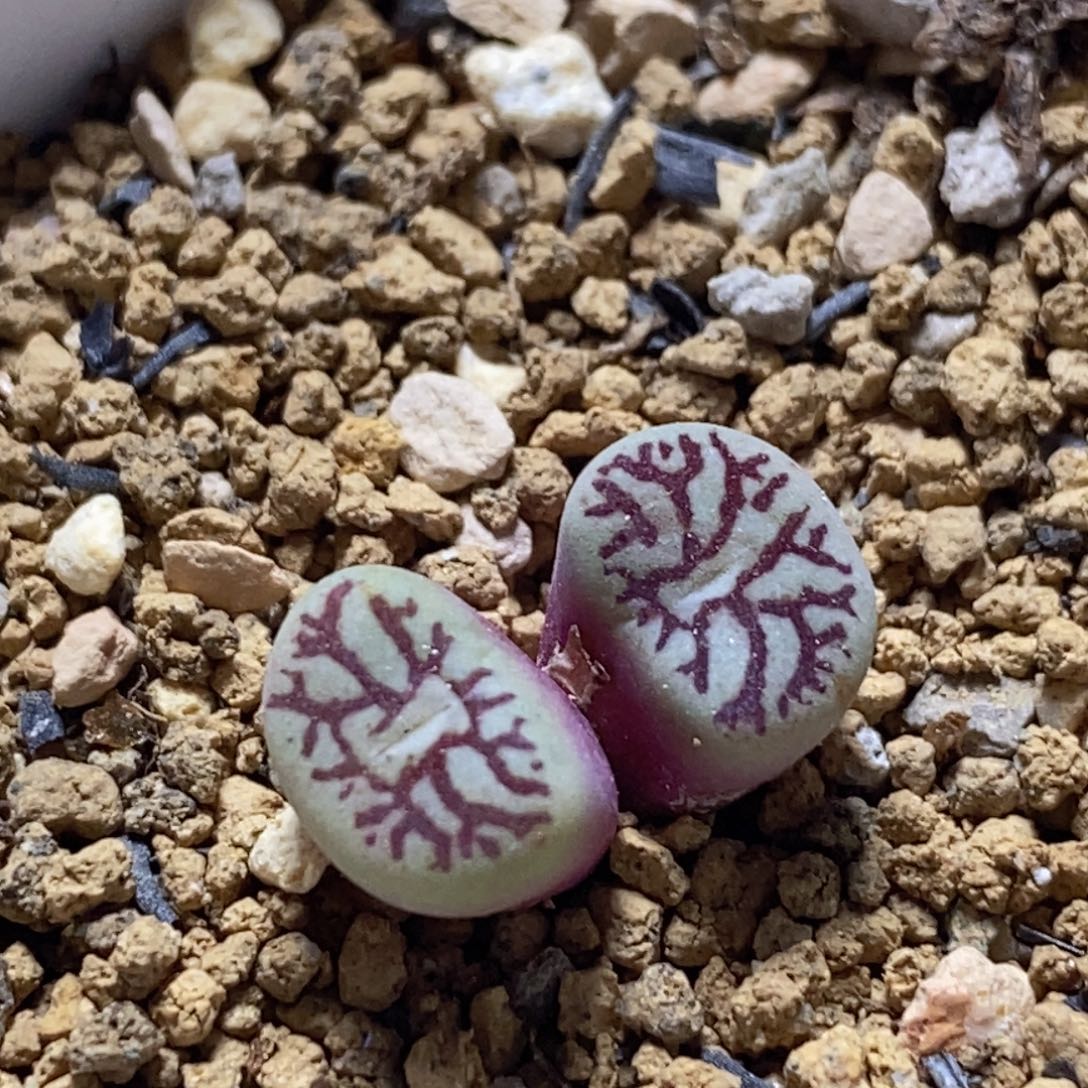 日系太枝墨双头日系太枝墨双头