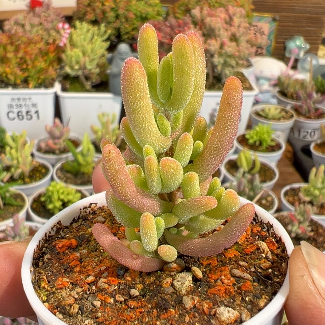 26-173枝干番杏钻石黄锦五圆盆