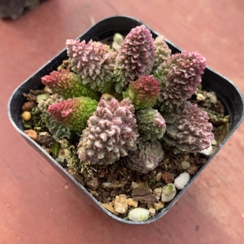 珠子玉水泡5仙人球