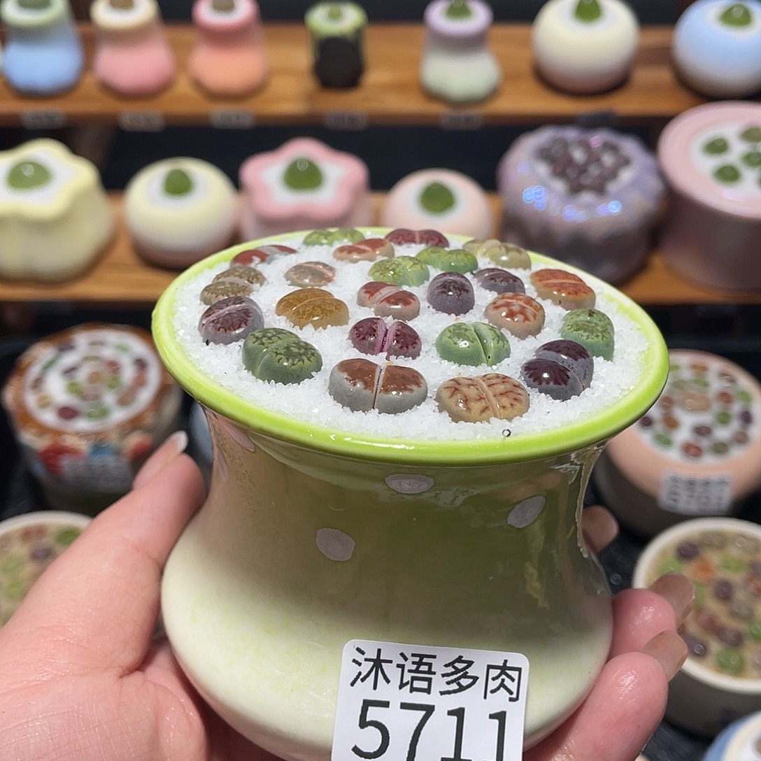 带盆土植物 一物一拍5711