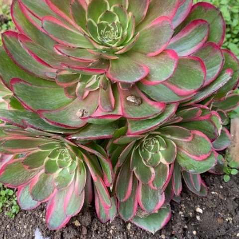 496粉花妖满28包邮多肉