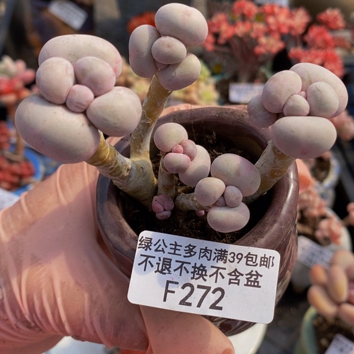 芭比奶洛老桩8cm272多肉植物