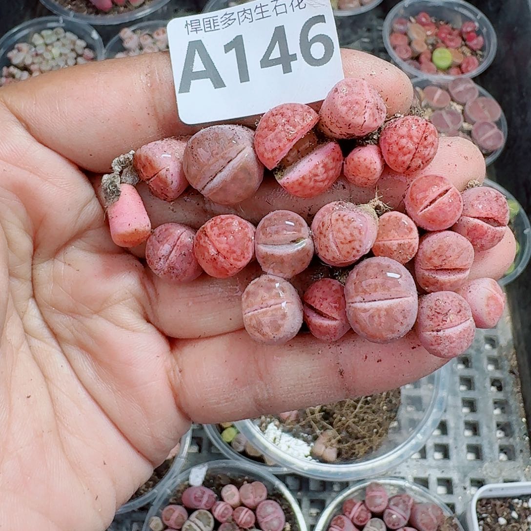 白***y146多肉植物多肉植物