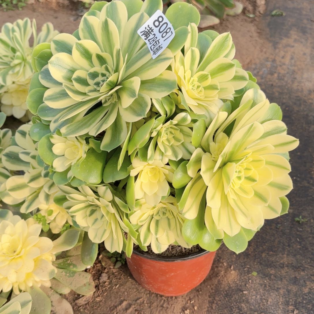 E.    8087辛尼雅多肉