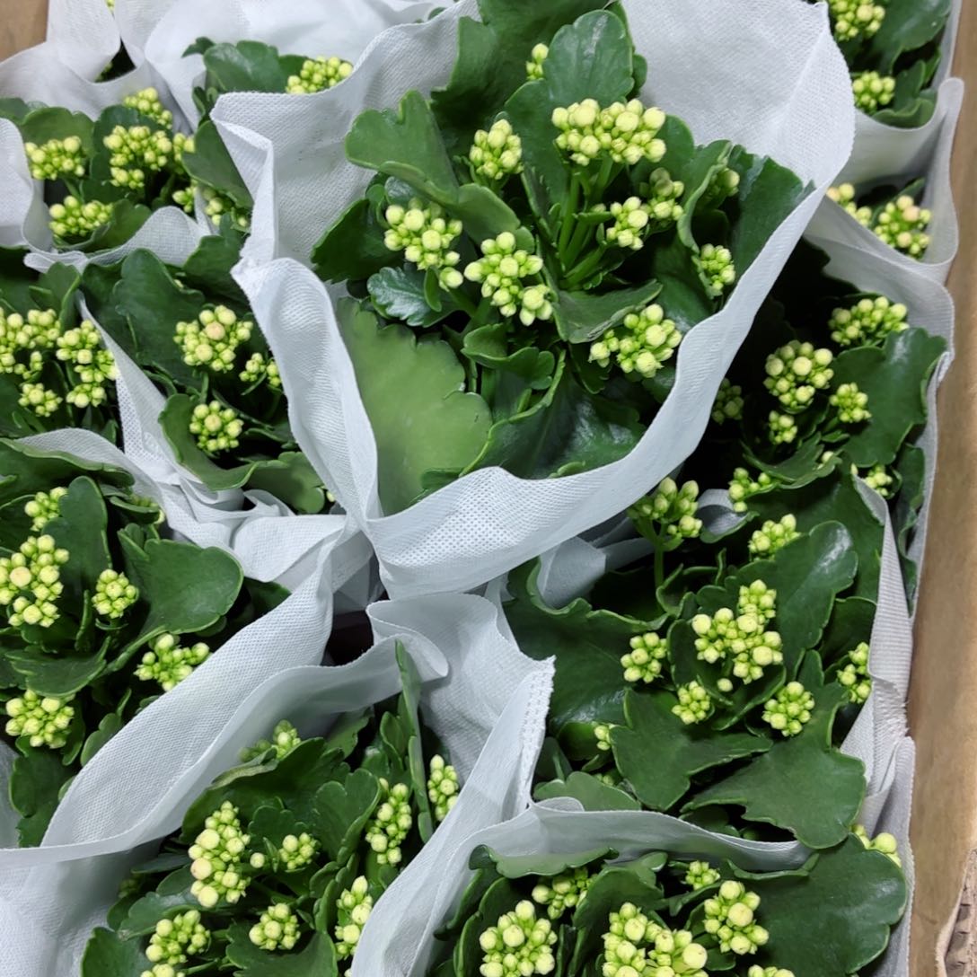 奶油睡莲长寿花一颗110盆径