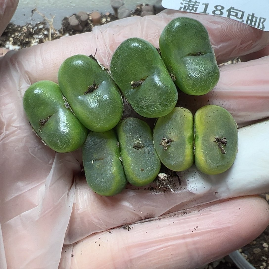 【闪购商品】K*k045……