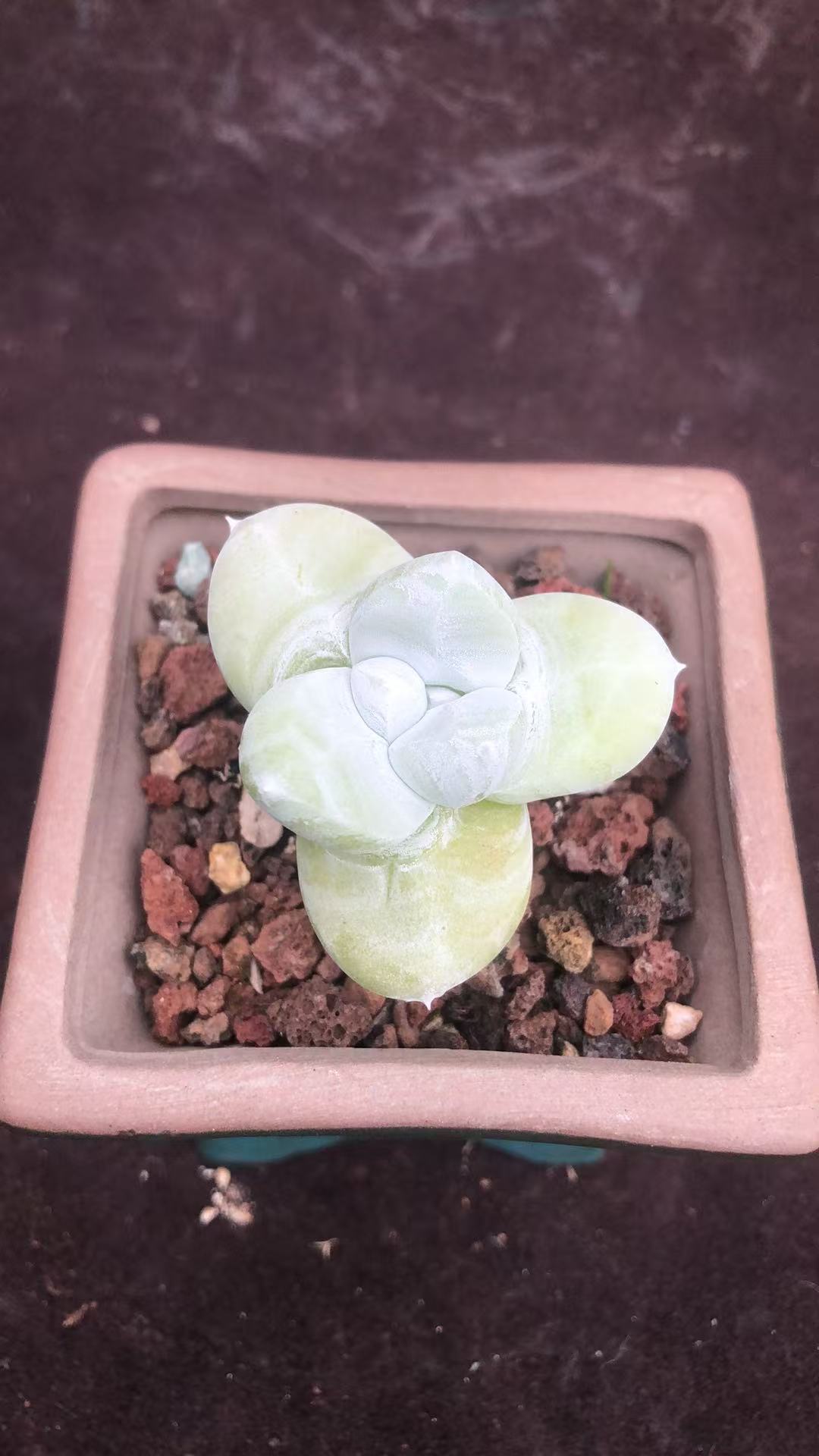 赔本处理 喜欢就拍 精品多肉