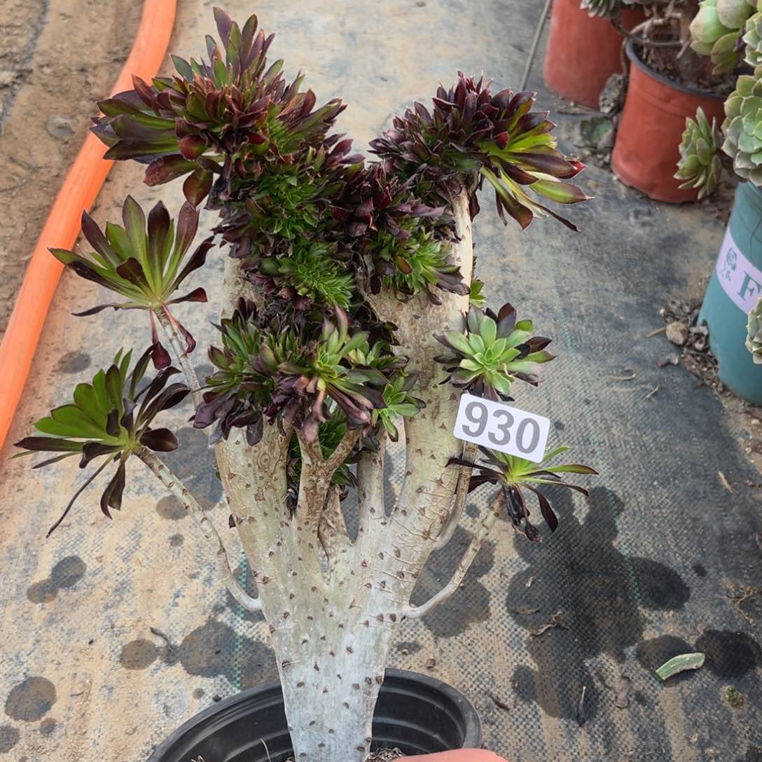 930黑法师缀化多肉植物