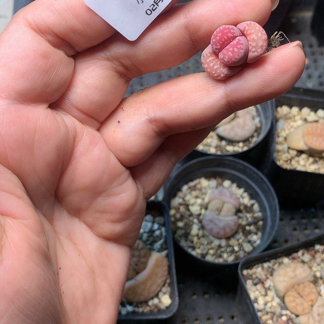 W159多肉植物保护研究所