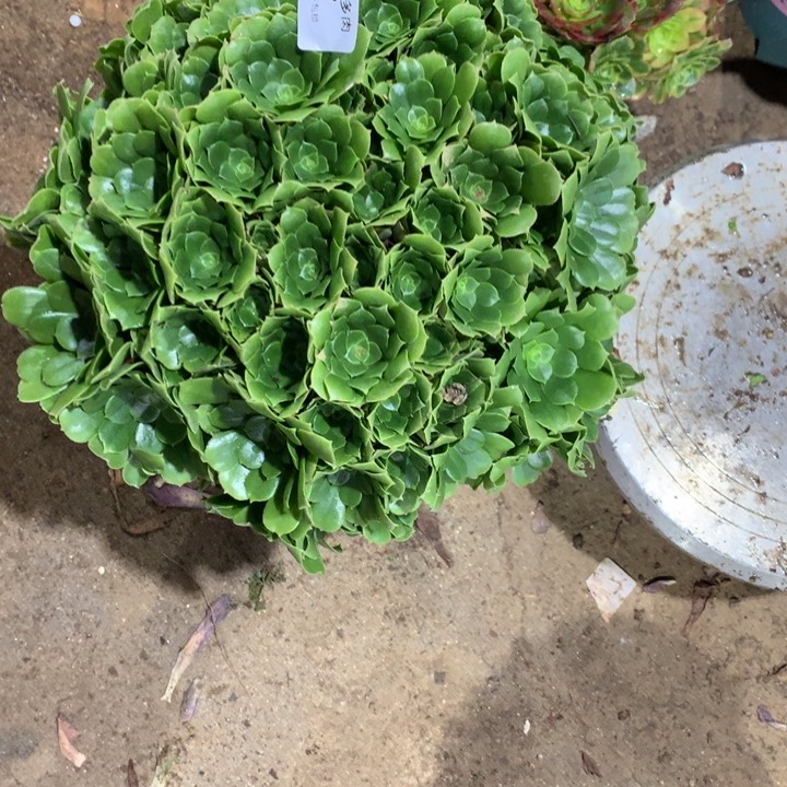 337绿羊绒多肉植物