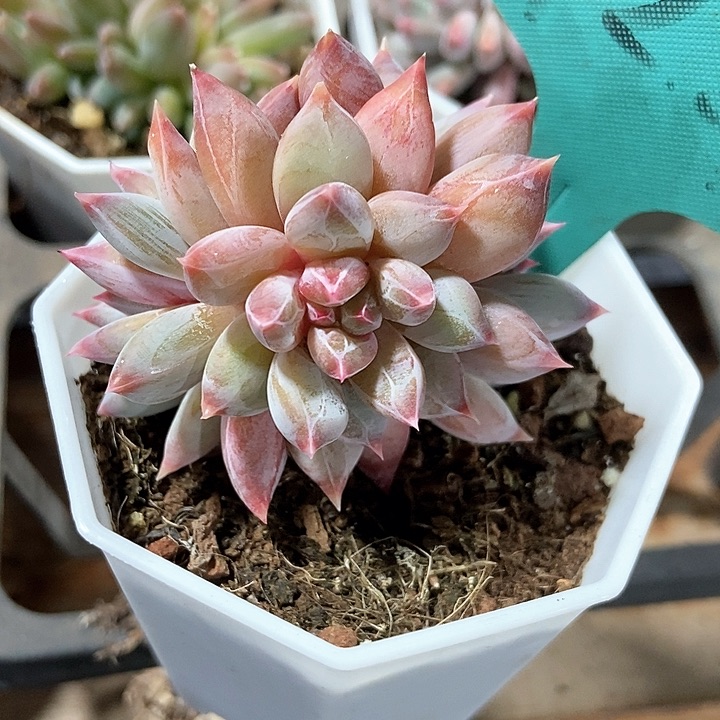 多肉植物幻影美人7229