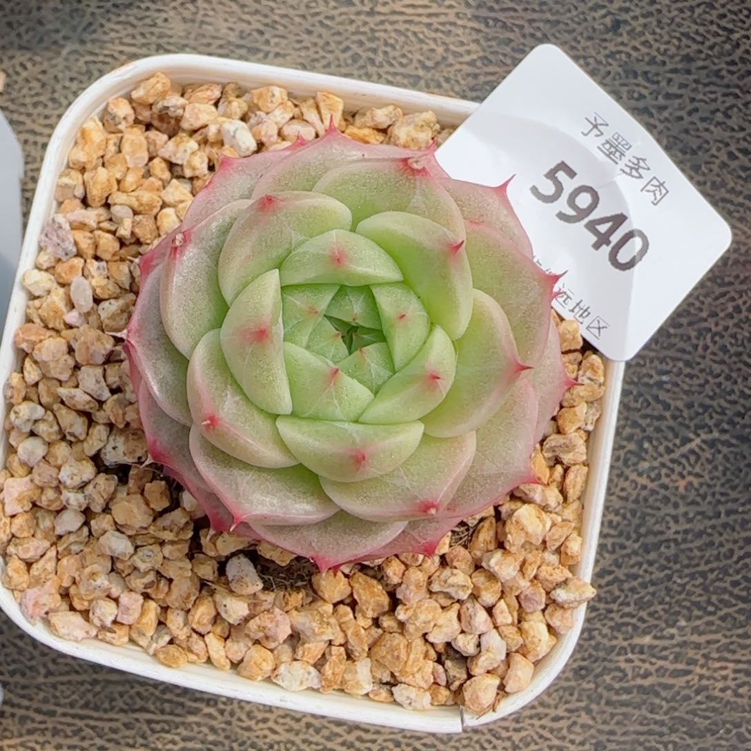 青梅，5940多肉植物