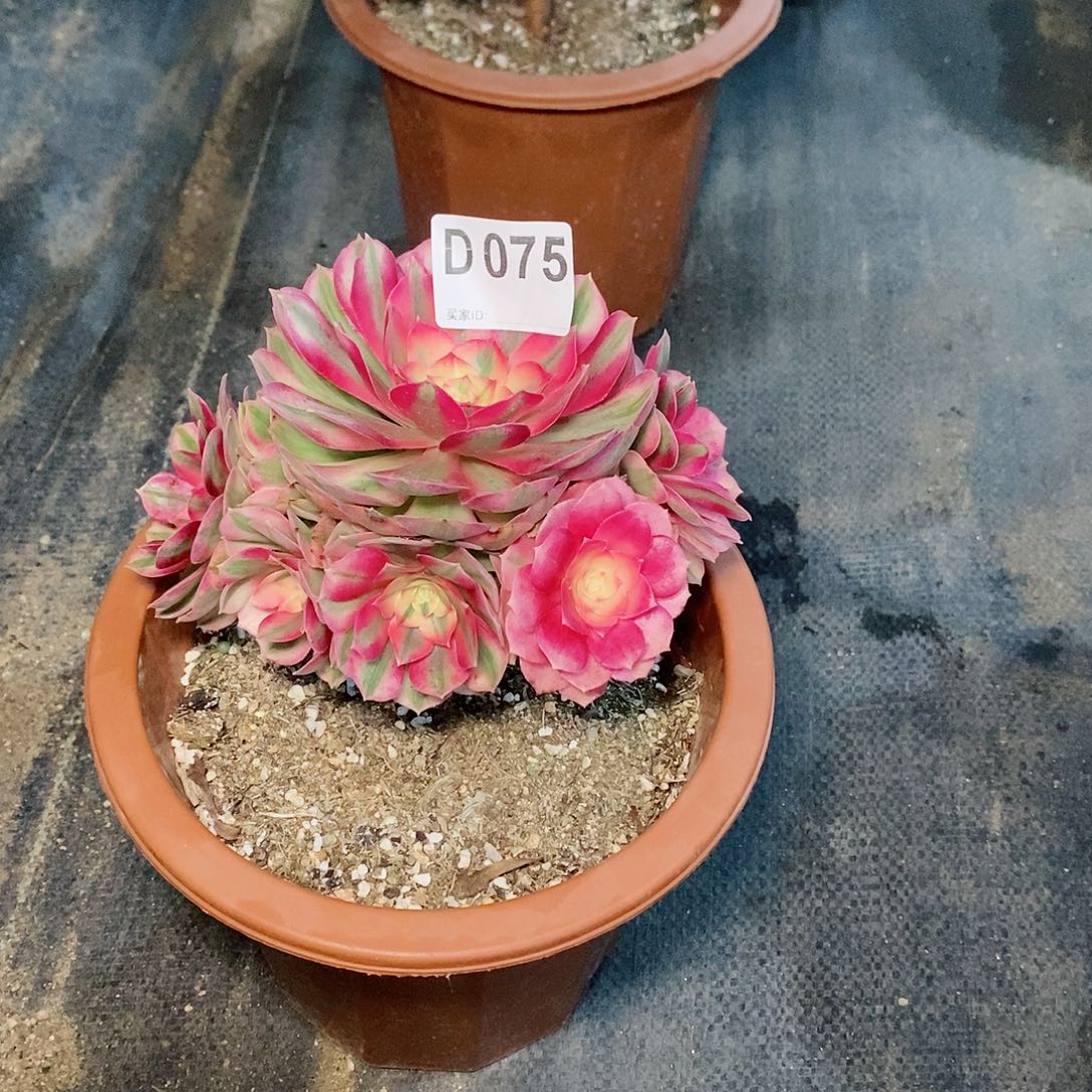 翠***翠倾城075多肉1111小棵