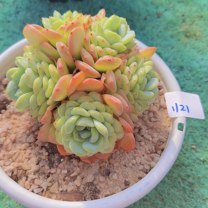 1121冰魄多肉植物