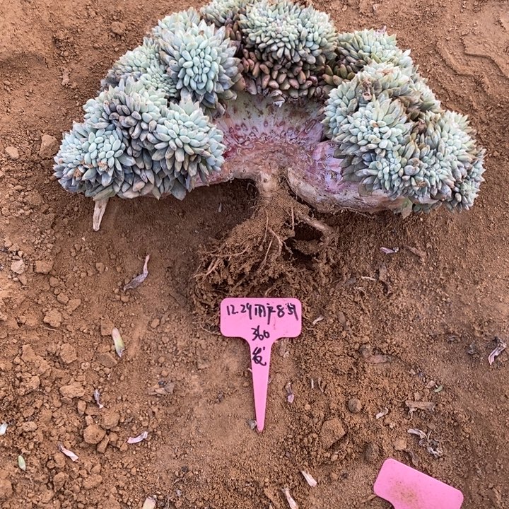 福多多花卉园艺星影