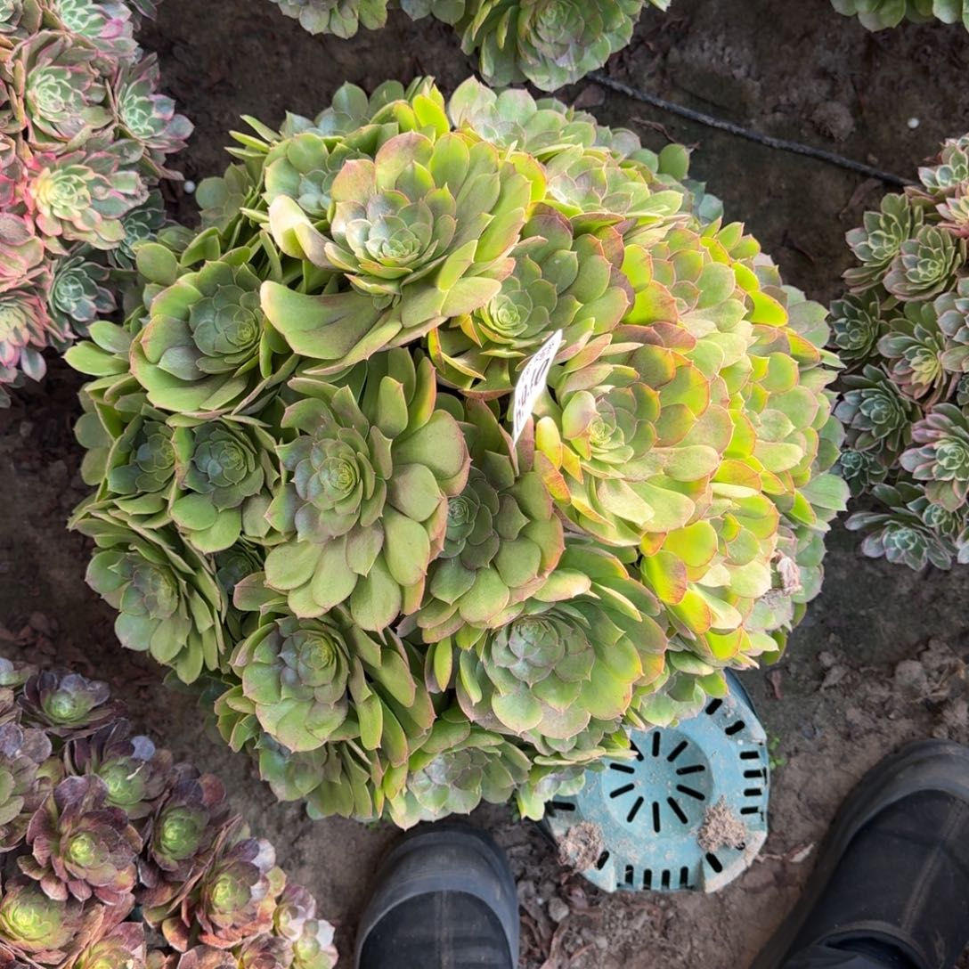 法师万圣节6940 18-9