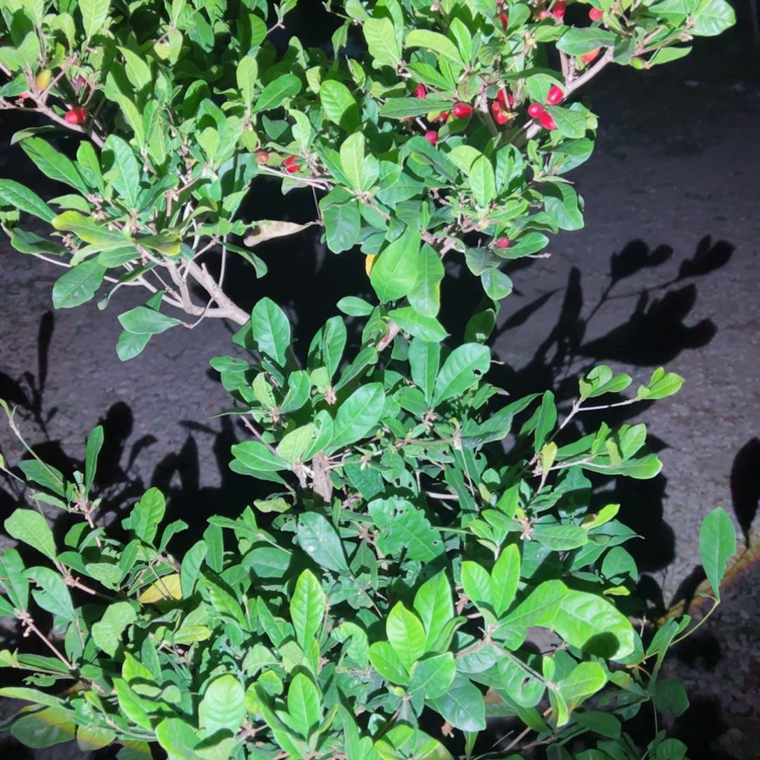 抖***者无花朵2111122222222222