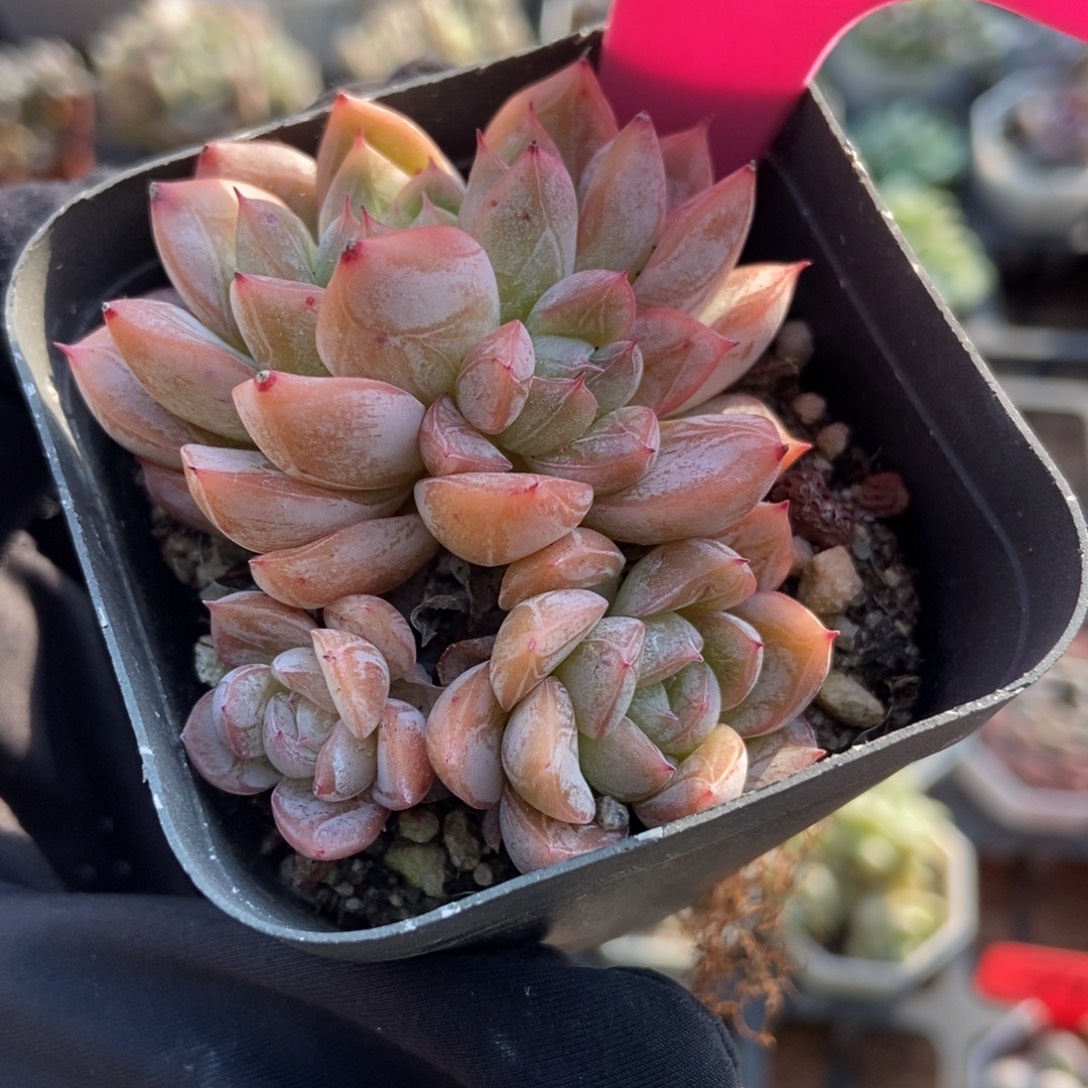 61爱沙公主多肉植物