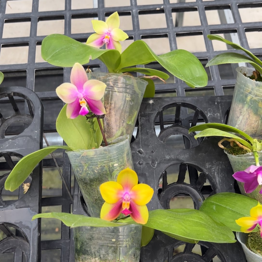 完全开放98三颗。特价任何原因都不售后