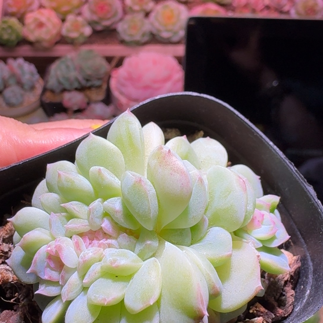 糖心缀化哈哈哈哈哈