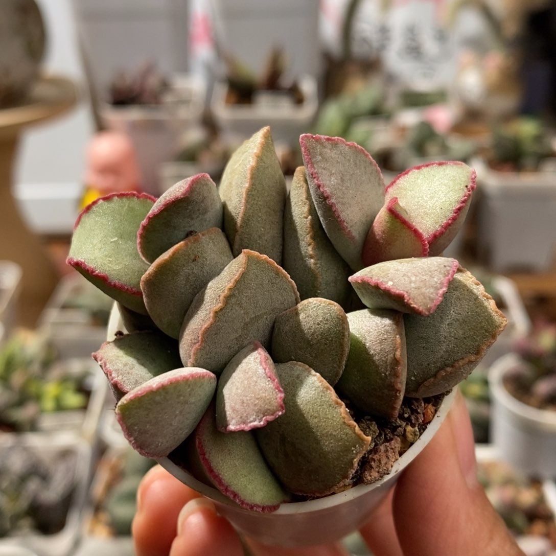 金牛座水泡多肉植物