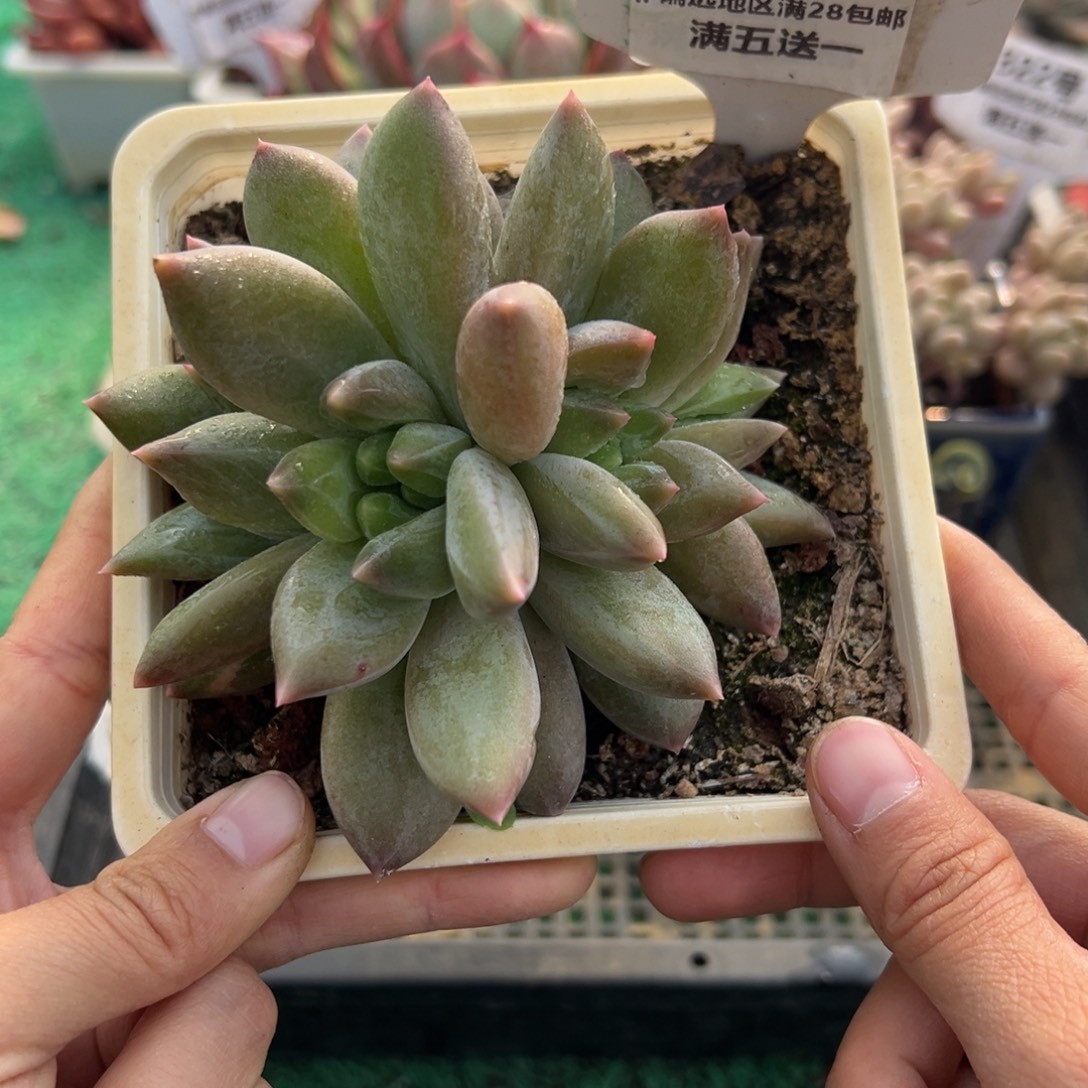 表妹精品多肉植物192.