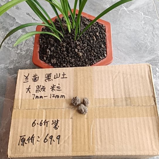 路***虎兰菌黑山土大颗粒6.6斤