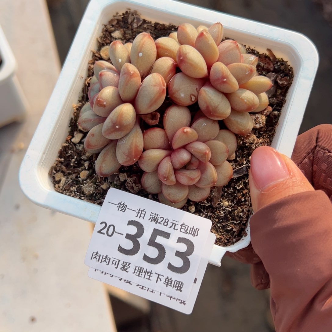 葡萄多肉多肉多肉多肉